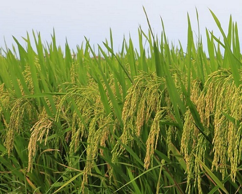 Lúa Nông sản Việt
