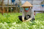 Thị trường nông sản Lâm Đồng tiêu thụ số lượng lớn mỗi ngày
